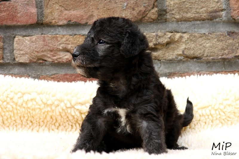 2011-05-28 Puppies Candy & Svet (19).jpg